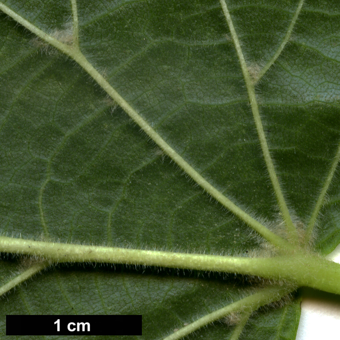 High resolution image: Family: Malvaceae - Genus: Tilia - Taxon: platyphyllos - SpeciesSub: subsp. cordifolia 'Streetwise’